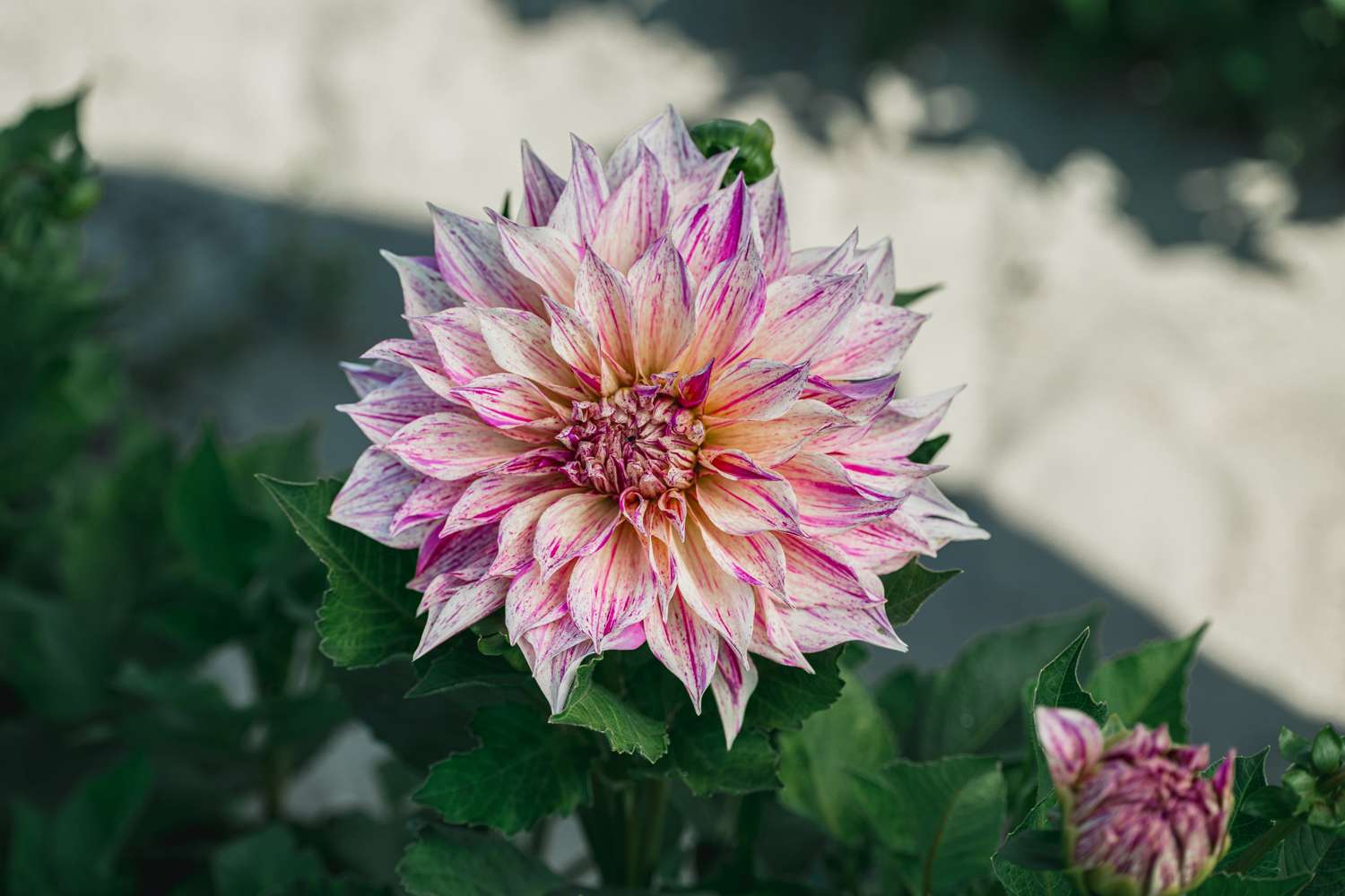 Dahlie 'Cafe au Lait Twist'